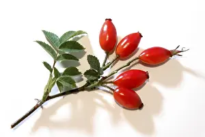 Botany Images Prints: Rose hips