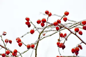 Rose Hips In Winter Prints: Rose hips covered with a layer of ice