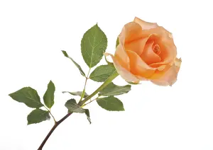 Orange Blossom Prints: Rose (Rosa)