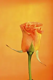 Orange Blossom Prints: Rose (Rosa)