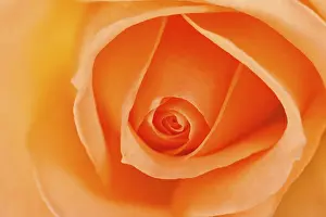 Studio Shot Of A Flower Prints: Rose (Rosa)