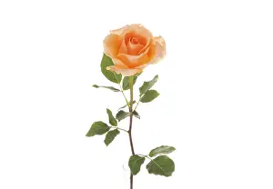 Nature Flora Prints: Rose (Rosa)