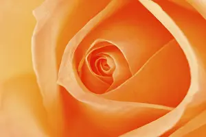 Close Up Rose Prints: Rose (Rosa)