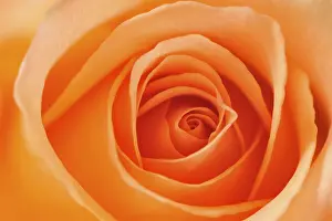 Close Up Rose Prints: Rose (Rosa)