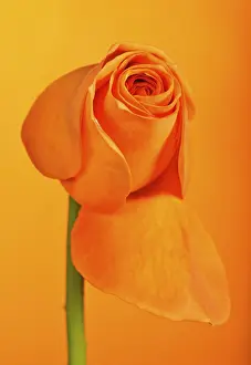 Orange Colored Flowers Prints: Rose (Rosa)