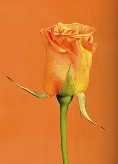 Close View Of A Flower Prints: Rose (Rosa)