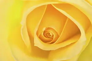 Close Up Rose Prints: Rose (Rosa)