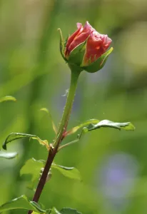 Daylight Blooming Flowers Prints: Rose (Rosa)