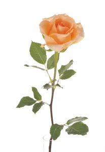 Studio Shot Of Roses Prints: Rose (Rosa)