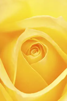 Macro Rose Photography Prints: Rose (Rosa)