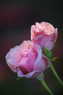 Open Air Blooming Flowers Prints: Rose (Rosa)