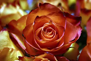 Botany Flower Pictures Prints: Rose (Rosa)
