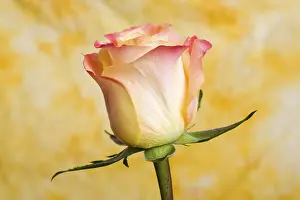 Studio Shot Of A Flower Prints: Rose (Rosa)