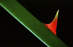 Detailed Nature Photography Prints: Rose thorns