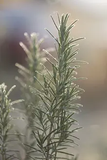 Rosemary Plant Prints: Rosemary