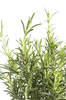 Fresh Rosemary Prints: Rosemary