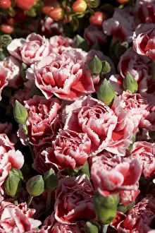 Framed Print : Roses Roses Print by imageBROKER Framed Print : Roses Roses Print by imageBROKER