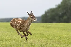 Young Animal Prints: Rotkalb