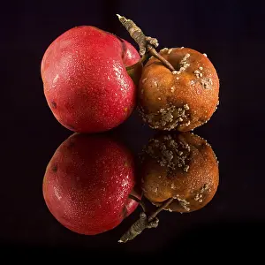 Red Coloured Apples Prints: Rotten apple