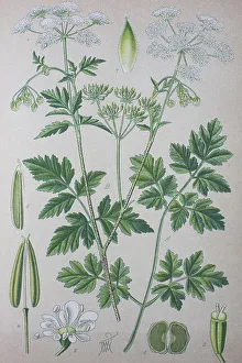 Umbellifer Plants Prints: Rough chervil (Chaerophyllum temulum)