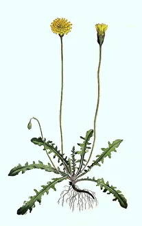 Historical Flora Images Prints: Rough hawkbit (Leontodon hispidus)