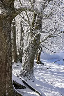 Rime Covered Trees Prints: Rough ripening on a group of trees