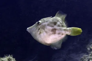 Prints of A round fish with patterns and flat fins, the brown filefish (Stephanolepis hispidus), in the water, at the Los Champignones dive site, Las Galletas, Tenerife, Canary Islands, Spain Filefish Prints: Brown Filefish Print, Los Champignones Dive Site, Tenerife
