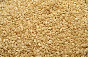 Brown Rice Prints: Round grain rice