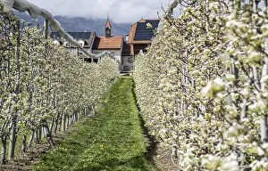 Traditional Swiss Architecture Prints: Row of apple trees blossoming during springtime