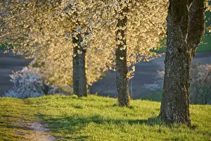 German Uplands Landscape Prints: Row of cherry trees, cherry blossoms