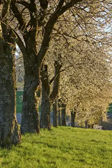 Fruit Tree Inflorescence Prints: Row of cherry trees, cherry blossoms