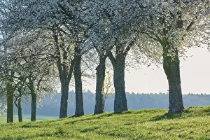 Cherry Blossoms Germany Prints: Row of cherry trees, cherry blossoms