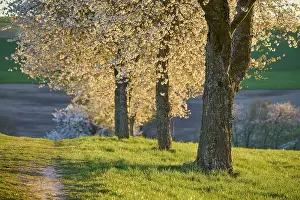 Cherry Blossoms Germany Prints: Row of cherry trees, cherry blossoms