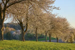 Bavaria Spring Scene Prints: Row of cherry trees, cherry blossoms