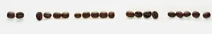 Studio Shot Coffee Bean Prints: A row of coffee beans on a white background