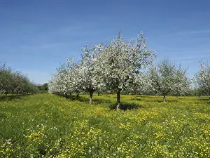 Fruit Trees In Bloom Prints: Row of fruit trees, cherry trees