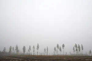 Deserted Pine Tree Prints: In a row - line