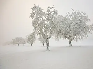 Snow Covered Trees Europe Prints: Row of trees covered in deep snow