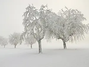 Switzerland Winter Landscape Prints: Row of trees covered in deep snow