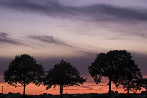 Evening Sky Atmosphere Prints: Row of trees in front of evening sky
