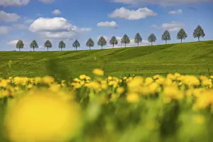 Spring Landscape Prints: Row of trees on a hill in spring