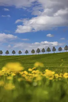 Tree Lined Road Germany Prints: Row of trees on a hill in spring