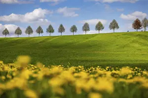 Spring Landscape Germany Prints: Row of trees on a hill in spring
