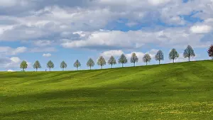 Tree Lined Road Germany Prints: Row of trees on a hill in spring