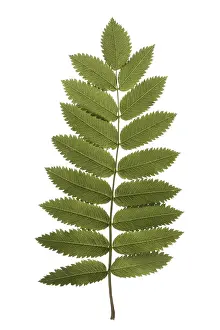 Deciduous Tree Leaves Prints: Rowan tree leaf isolated on white
