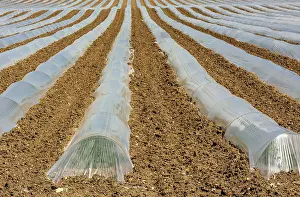 France Agricultural Landscape Prints: Rows of crops underneath plastic