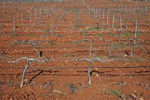 Framed Print : Rows of grapevines in vineyard Print