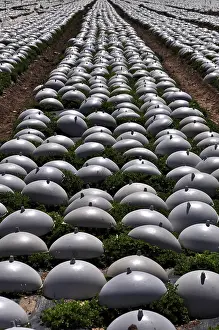 Agricultural Acreage Europe Prints: Rows of lettuce covered with plastic caps