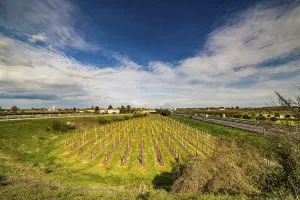 Deserted Agricultural Land Prints: Rows of orchards in the countryside of Romagna