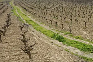 Grapevine Cultivation Prints: Rows of pruned bare grape vines in early spring